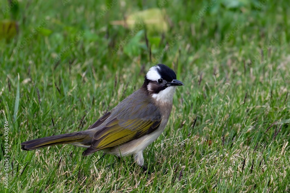 Obraz premium Great Tit Bird with Black Head and White Cheeks Standing in Green Grass Natural Habitat