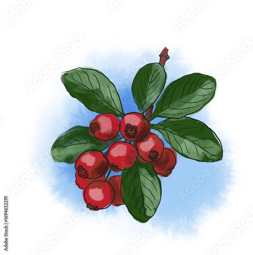 red berries with green leaves on a blue background