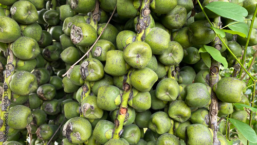 Arenga pinnata fruit hanging in clusters on stalks, captured in natural daylight with vivid texture and detail