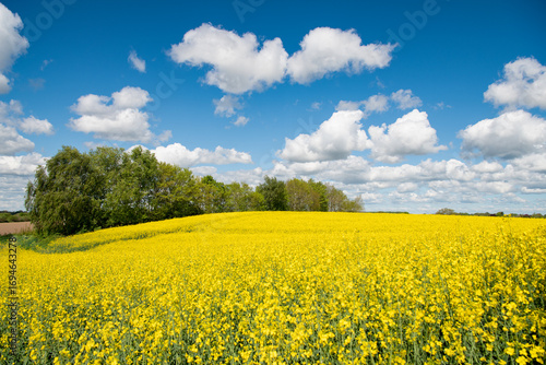 Rapsfeld