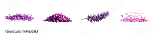 Pile of purple flower petals and lavender sprig, cut out