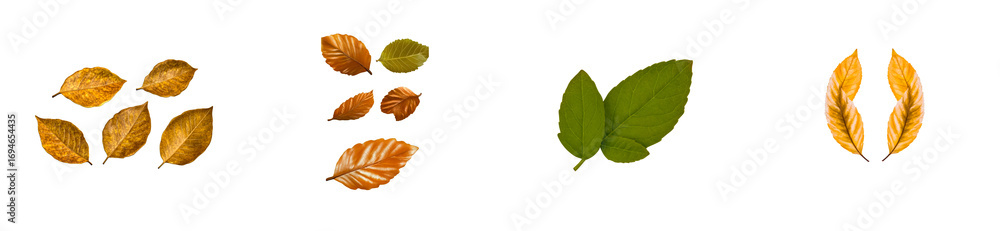 Obraz premium Golden and green leaves isolated on black background, cut out