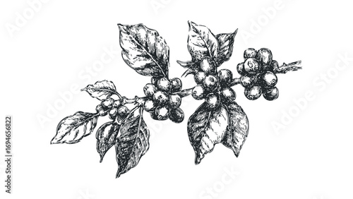 Hand drawn coffee branch with berries and leaves. Vector hand drawn illustration