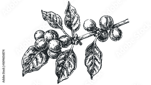 Hand drawn coffee branch with beans and leaves on transparent background. Vector hand drawn illustration