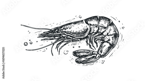 Hand drawn seafood shrimp on white isolated. Vector hand drawn illustration
