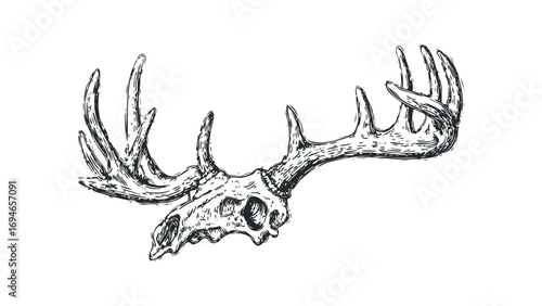Sketch of Elk Antlers and Skull on Transparent Background. Vector hand drawn illustration