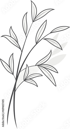 Delicate plant branches with leaves stems botanical