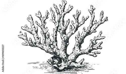 Line art drawing of branched coral on transparent background. Vector hand drawn illustration