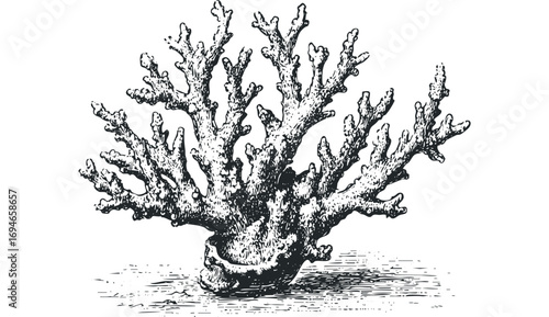 Ink sketch of intricate branching coral organism on transparent background. Vector hand drawn illustration