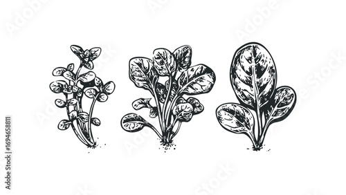 Hand drawn botanical illustration of three green leafy plants on a transparent background. Vector hand drawn illustration