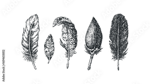 Collection of five detailed feather sketches on transparent background. Vector hand drawn illustration