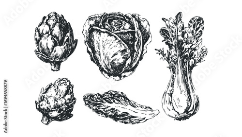Sketch style artichokes cabbage lettuce and celery bunch isolated on white. Vector hand drawn illustration