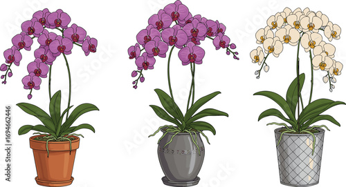 Beautiful potted orchids with purple and white flowers, decorative pots, indoor tropical plants, elegant floral display, home garden decor