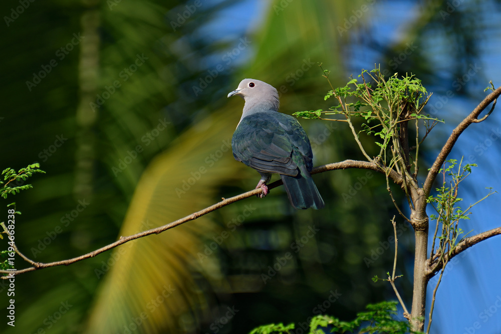 Fototapeta premium Green Imperial Pigeon (Ducula aenea), a large, plump forest pigeon with metallic green upperparts, a white head and underparts, and maroon undertail coverts, commonly found in tropical Asia.