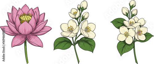 Lotus and jasmine flower botanical set, hand drawn floral illustration, perfect for spa, nature decor, wellness design, wedding, invitations