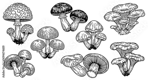 Elegant hand-drawn mushroom collection showcasing diverse varieties with intricate detail