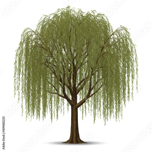 A realistic 2D vector illustration of a graceful willow tree with long, flowing hanging branches stands isolated on a plain white background, exuding natural beauty and serenity.