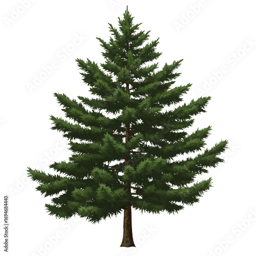 A realistic spruce tree, rendered with sharp branches in a clean 2D vector illustration style, stands prominently against a stark plain white background.