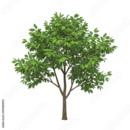 A realistic 2D vector illustration showcases a detailed green elm tree with intricate leaf patterns standing prominently against a clean, plain white background.