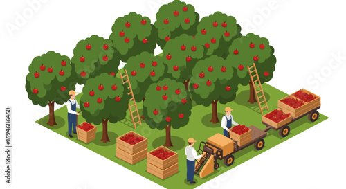 Isometric apple orchard harvest with workers and tractors in autumn season