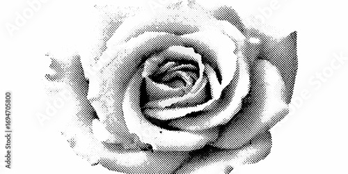 Close up of a black and white rose with a halftone dot pattern texture