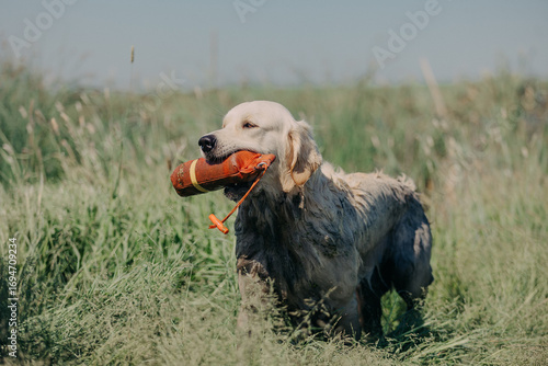 A golden retriever carries dummy from the field. Hunting dog, Training, training, upbringing. Working Golden Retriever in action