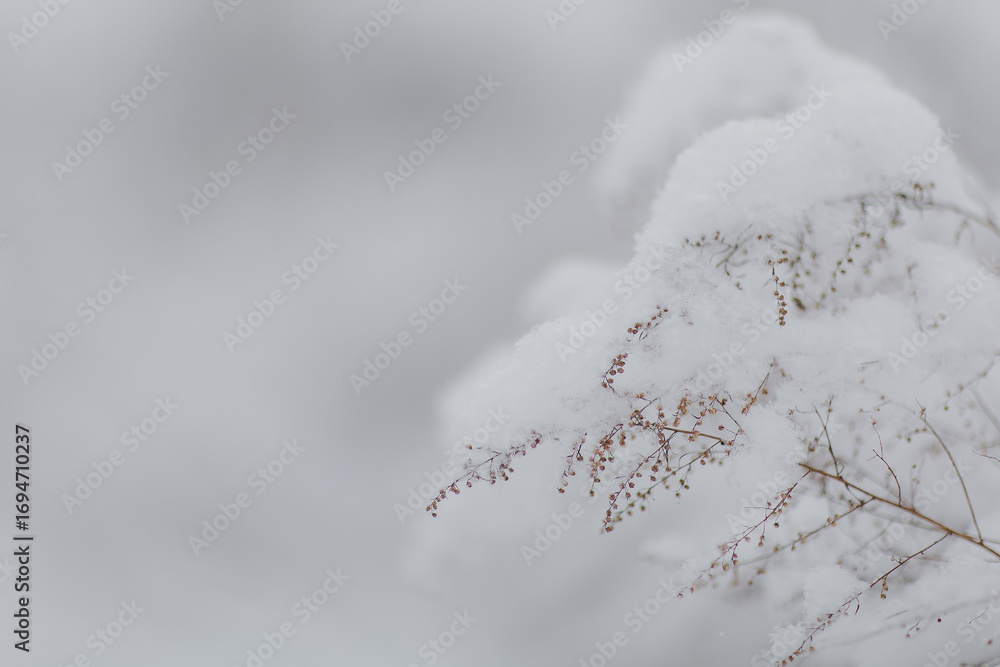 Obraz premium A happy golden Retriever puppy runs through the snow in winter