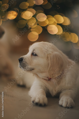 Funny golden Retriever puppies on a plaid on the background of a Christmas tree on Christmas Day