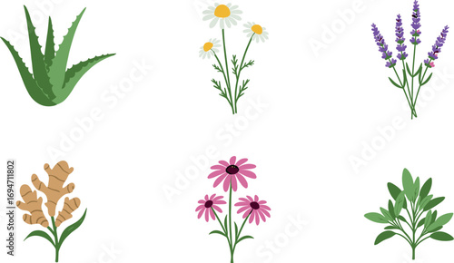 Illustration of six different medicinal plants on white background on transparent background