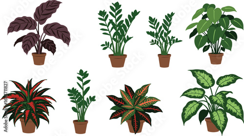 Collection of eight potted houseplants on white background on transparent background