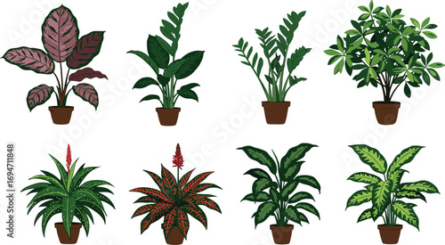 Collection of eight potted houseplants on white background on transparent background