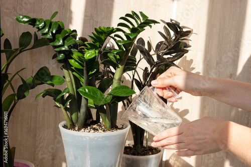Close up of hand pouring water into pot with zamioculcas plant. Concept of indoor plant care, hydration, houseplant watering. 