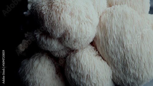 A smooth downward pan reveals grouped Lion’s Mane mushrooms with soft, fibrous surface. The texture-rich macro is suited for gourmet visuals, biology resources, and fungal structure studies.