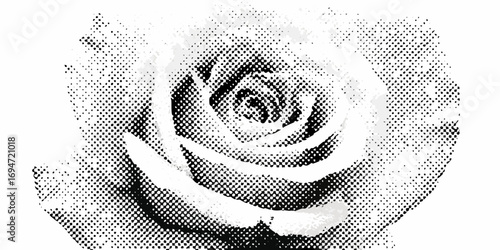 Close up of a white rose with a black and white halftone dot pattern overlay