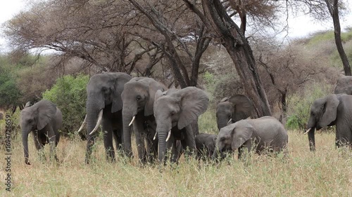 Elephants in Africa wildlife safari game tour in the national park Tarangire and Ngorongoro. 4k video of variety of wildlife in african savanna bush. Dry grass animals hiding. Elephant in the wild