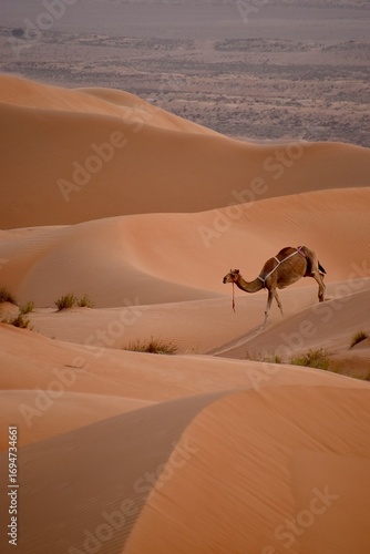 Nomad of the desert