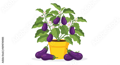 Vibrant purple eggplants growing abundantly on a healthy green plant in a bright yellow pot with ripe fruits scattered around the base of the container