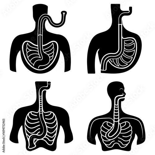 Anatomical illustrations showing the esophagus and stomach in black and white human body diagrams set