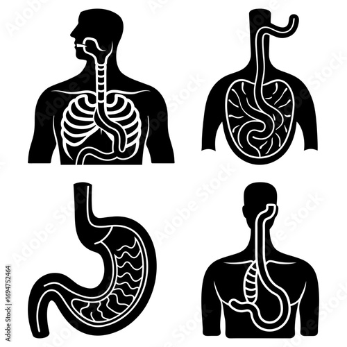 Illustrations of human anatomy depicting the esophagus and stomach in multiple views and orientations
