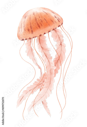 Hand drawn watercolor illustration of realistic sea jellyfish isolated on the white background. 