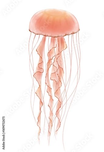 Hand drawn watercolor illustration of realistic sea jellyfish isolated on the white background. 