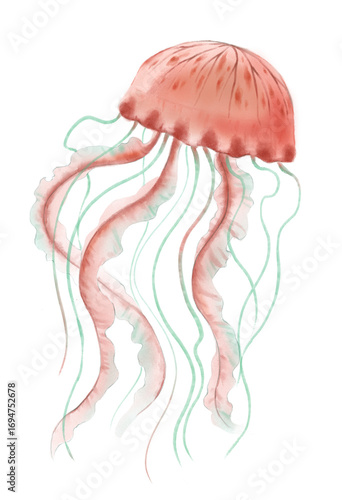 Hand drawn watercolor illustration of realistic sea jellyfish isolated on the white background. 