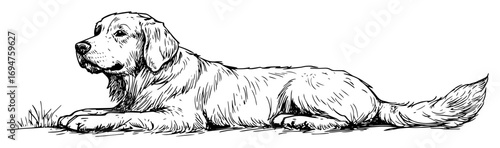 lying golden retriever dog full body hand drawn sketch