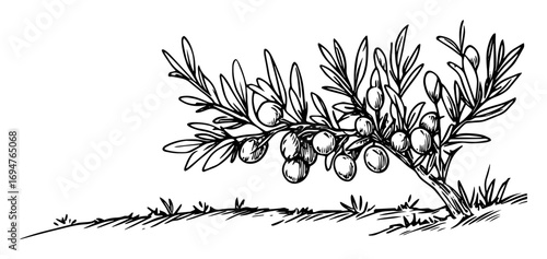 olive branch with fruits – ancient greek style monochrome vector