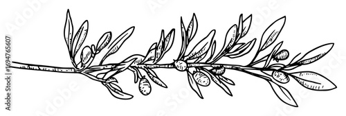 olive branch with fruits – monochrome outline vector illustration