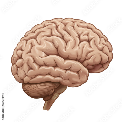 A realistic 2D vector illustration captures a detailed side view of a human brain, showcasing its intricate, realistic texture against a clean white background.
