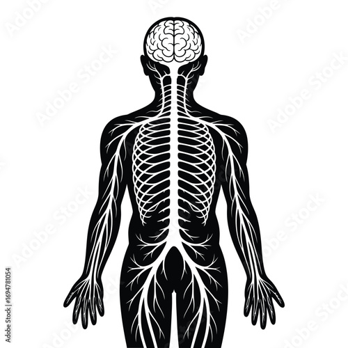 Human nervous system and brain anatomy illustration