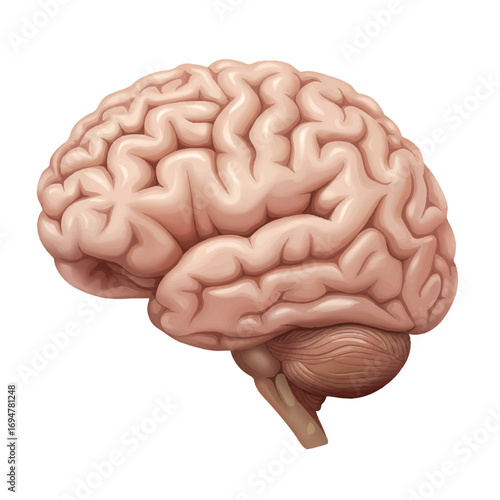 A realistic 2D vector illustration showcases a smooth, highly detailed human brain structure, presented clearly on a plain white background, emphasizing its complex form.