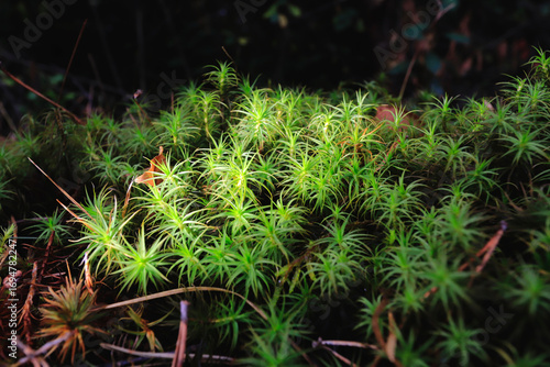forest floor moss on the ground