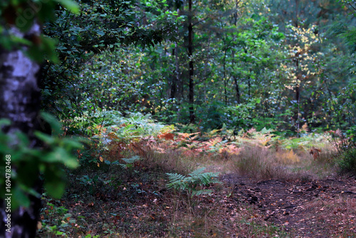 autumn forest in the forest